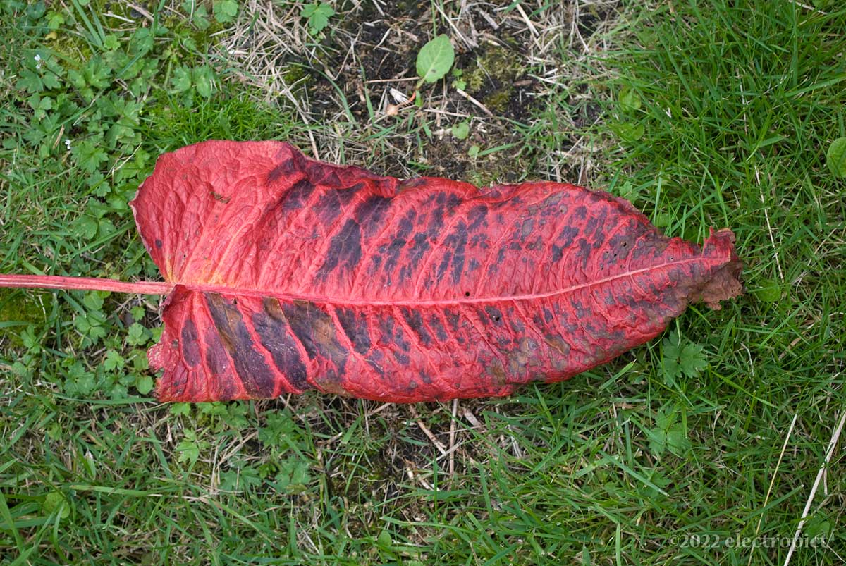 Rumex obtusifolius leaf on grass