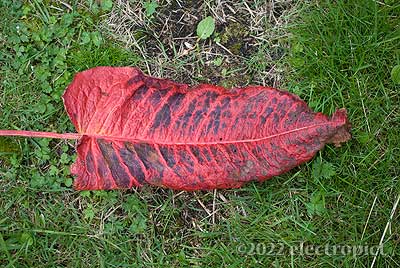 Rumex obtusifolius leaf on grass