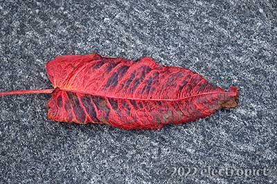 Rumex obtusifolius leaf on path