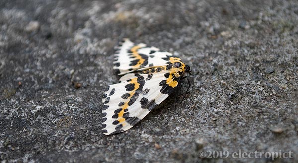 magpie moth on concrete, side view