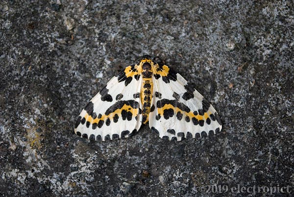 magpie moth on concrete, top view