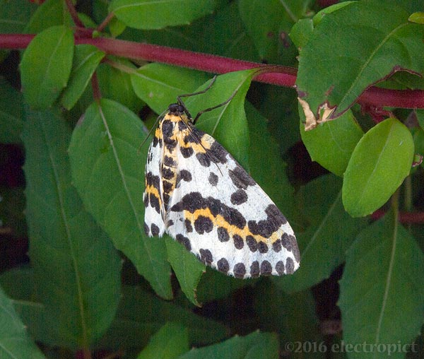 magpie moth on fuschia