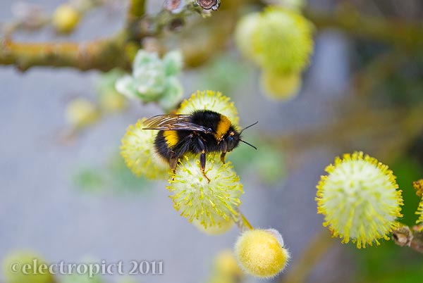 bee with passengers