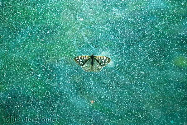 butterfly on the bus window (2)