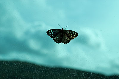 butterfly on a bus window pane viewed against the sky