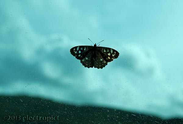 butterfly on a bus window pane viewed against the sky