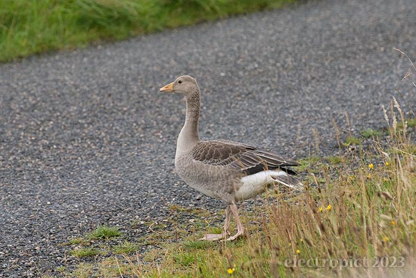 a greylag gosling standing by a road on a grainy morning