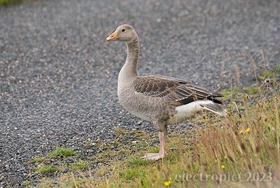 a barnacle gosling standing by a road on a grainy morning