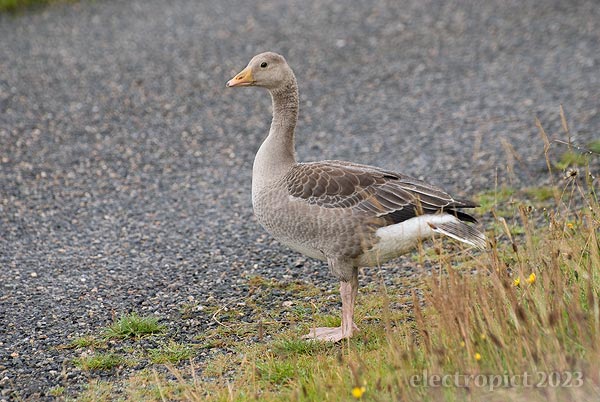 a greylag gosling standing by a road on a grainy morning