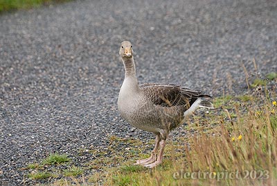 a greylag gosling standing by the side of a road, looking at the camera