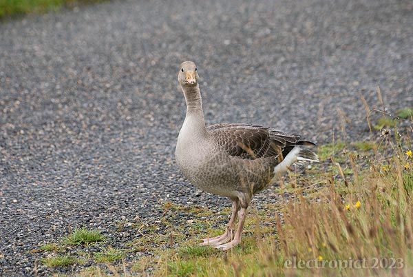 a greylag gosling standing by the side of a road, looking at the camera
