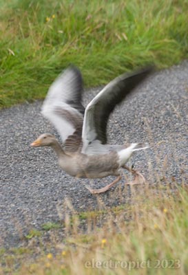 a barnacle gosling running to take off
