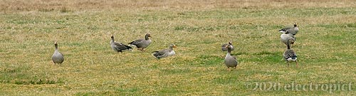 Greylags May 2020