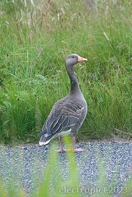 morning goose 2023-08-05 13