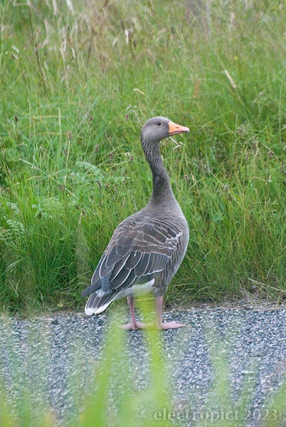 morning goose 2023-08-05 13