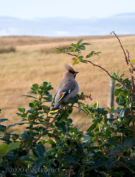 red waxwing perched in a hedge