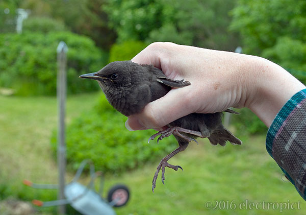 Sturnus vulgaris zetlandicus (juvenile)